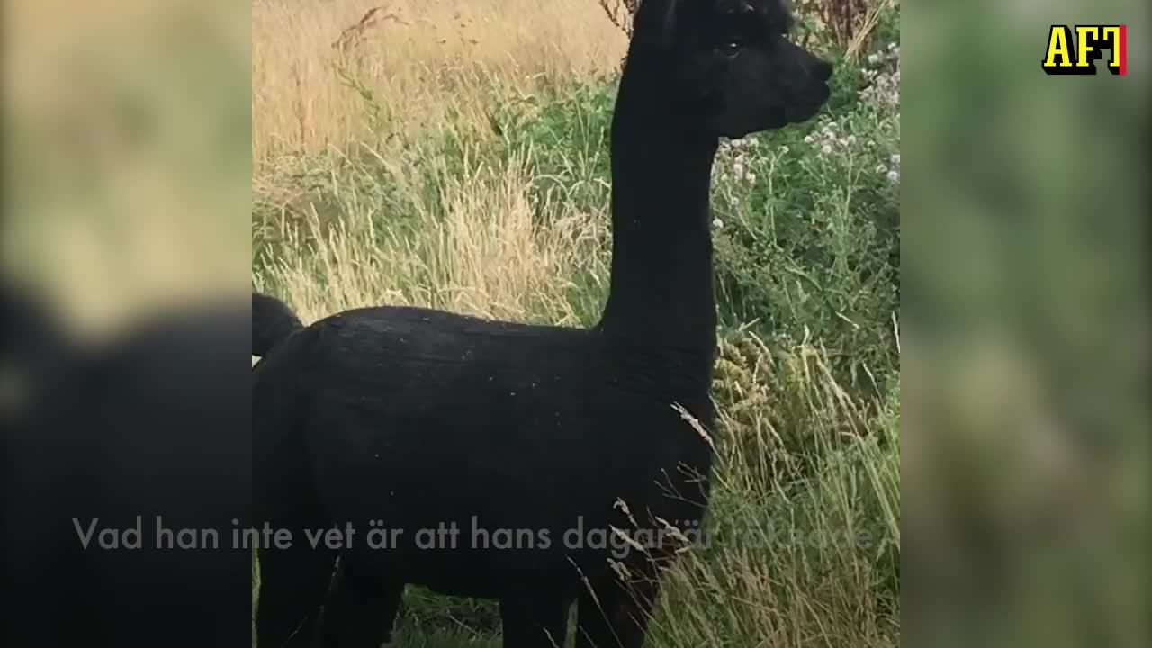 Här väntar alpackan Geronimo på sin dödsdom