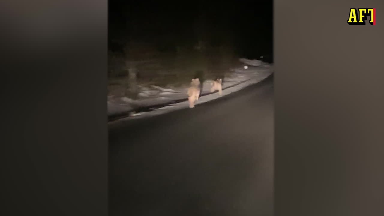 Här fångas skånska vargparet på film