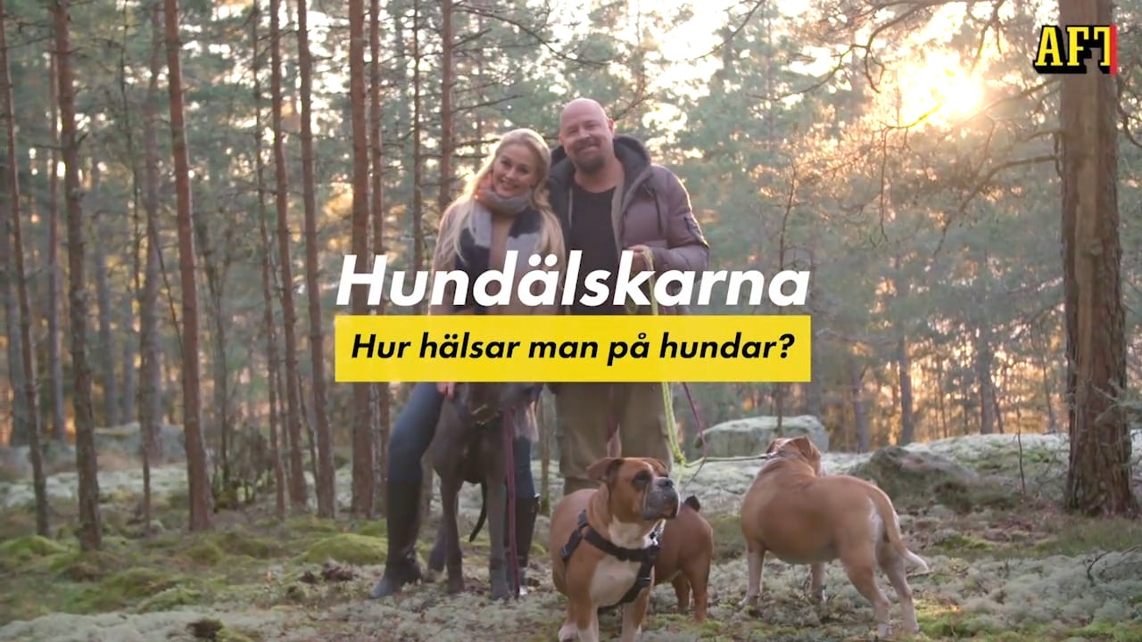 Hundpsykologens superknep för bästa hundmötet