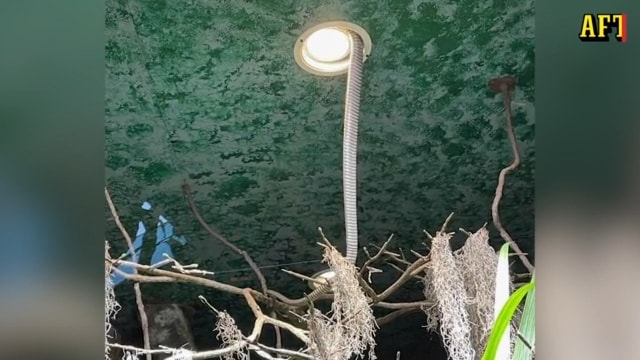 Ormjägaren på Skansen: "Den lyckades trycka sig ut"