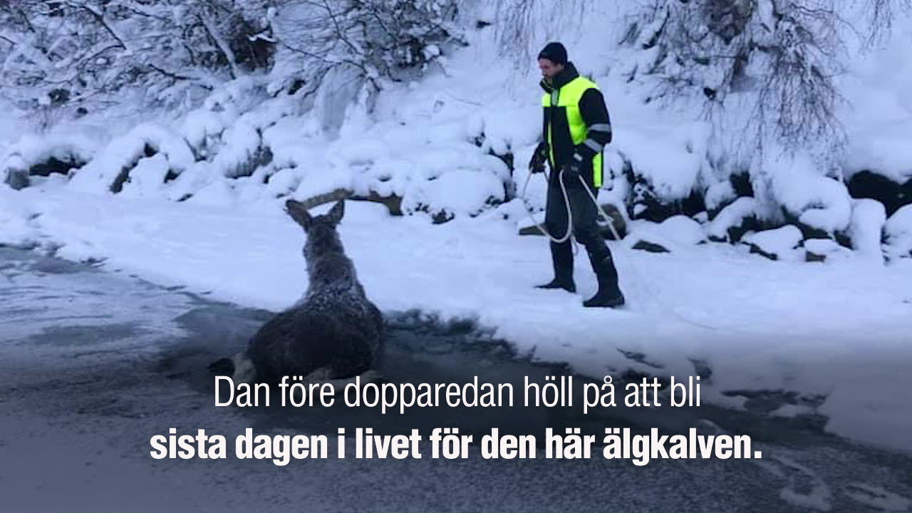 Här räddas älgkalven – från isvaken