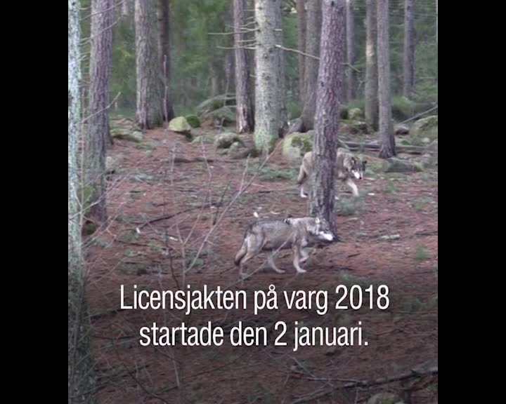 Det här gäller för licensjakt på varg 2018