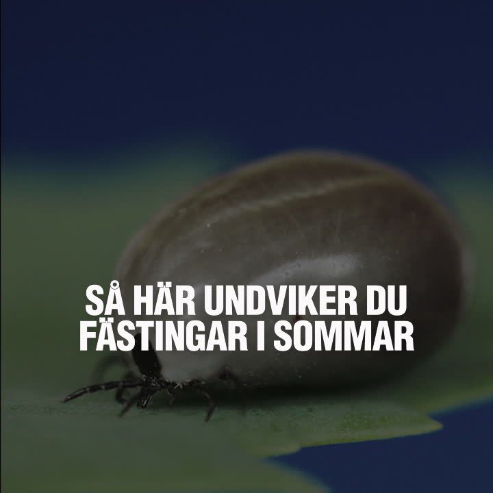 Så här undviker du fästingar i sommar