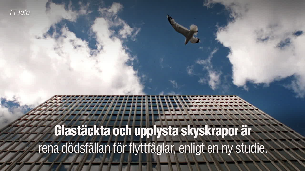 Skyskraporna är en dödsfälla för flyttfåglar