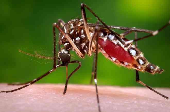 Koppling mellan zika och förlamningssjukdom