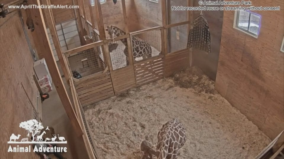 Äntligen - nu har April fått sin kalv!