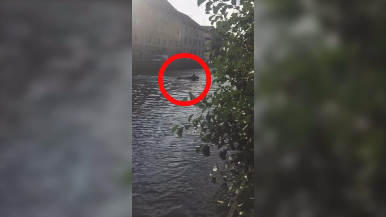 Här simmar älgen mitt i centrala Göteborg