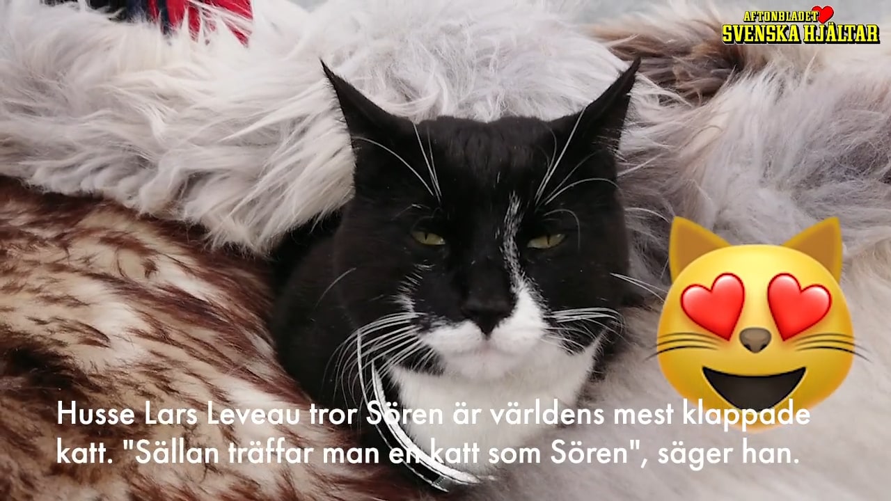 Hittekatten Sören har klöst ihop 1,8 miljoner till hemlösa katter
