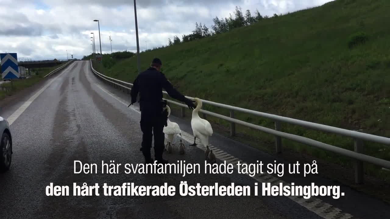 Här avvisas svanfamiljen av polisen