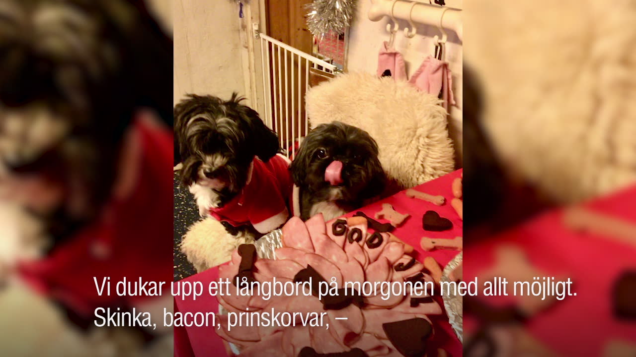 Här äter hundarna julbord på hunddagiset