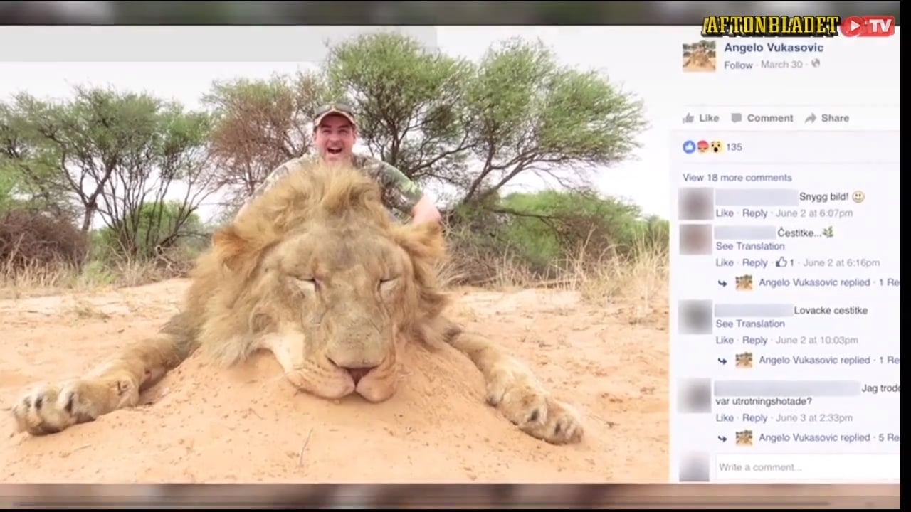 SD-politiker tvingas lämna jakttroféer från Afrika