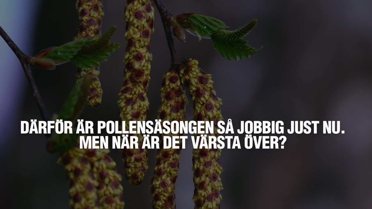 Därför är pollensäsongen så jobbig just nu