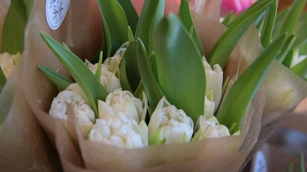 Här är årets tulpantrender: "Det ska vara wow"