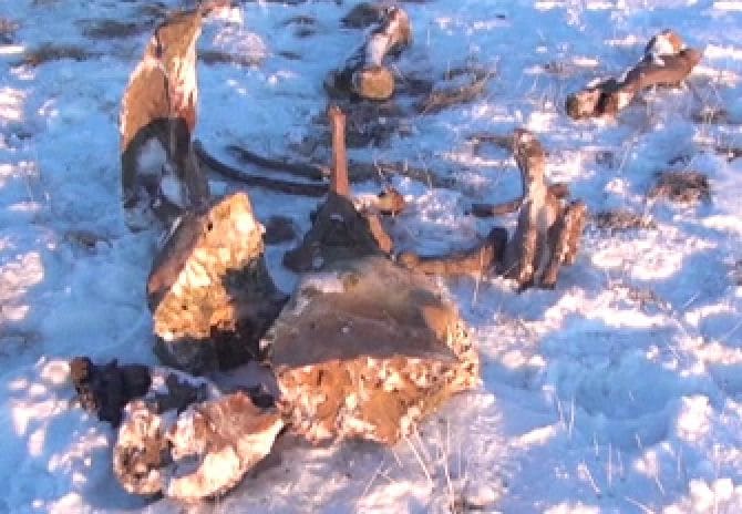 Urtidsdjurets blod rinner ur den ryska isen