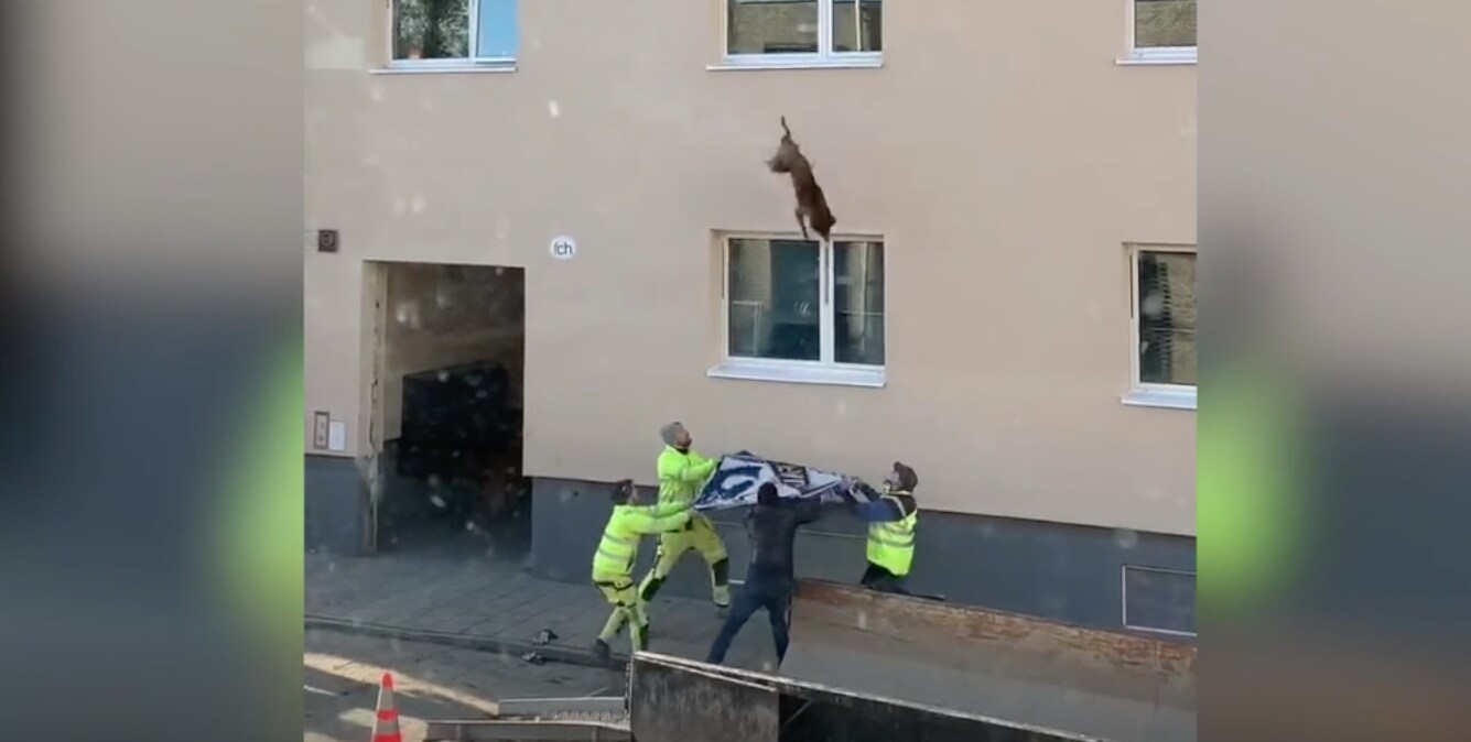 Här räddas hunden – vittnet: ”Otrolig känsla”