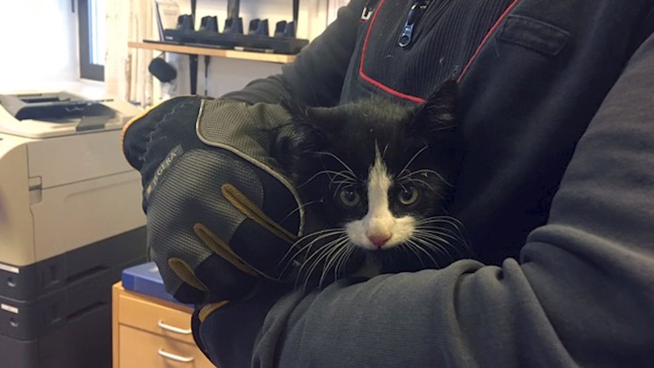 Kattungen smet på färjan – efterlyses nu av rederiet