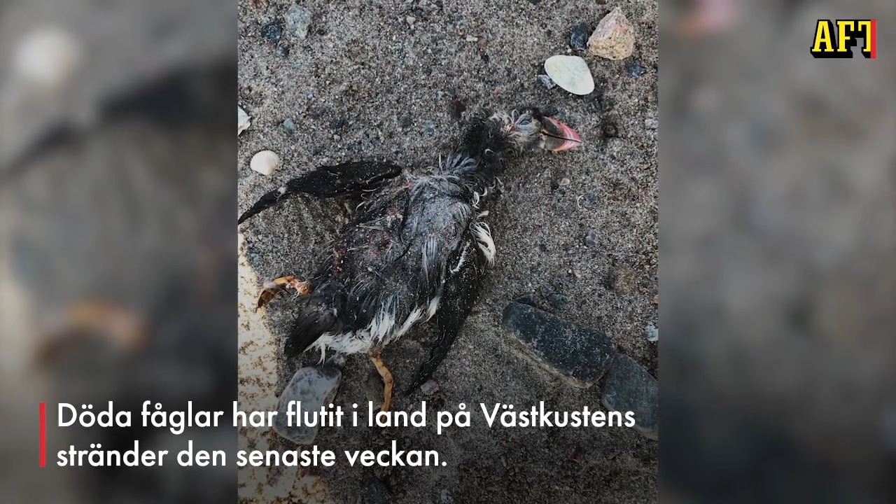 Döda fåglar flyter upp på Västkusten