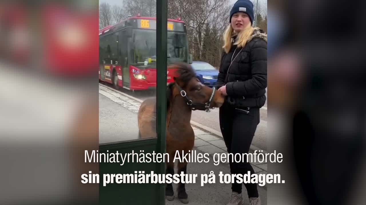 Se när hästen Akilles åker buss för första gången