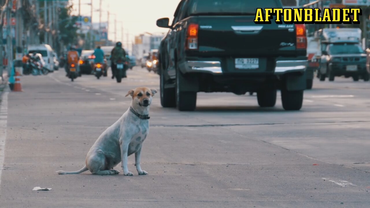 Det ska du tänka på vid hundadoption - expertens tips