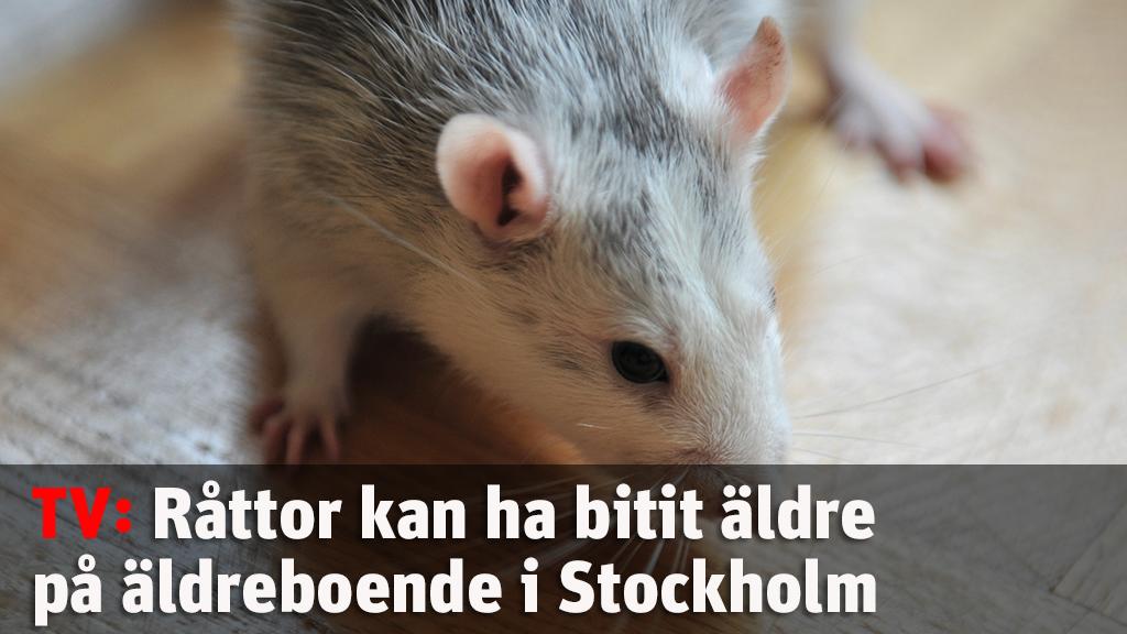 Råttor kan ha bitit äldre på äldreboende i Stockholm