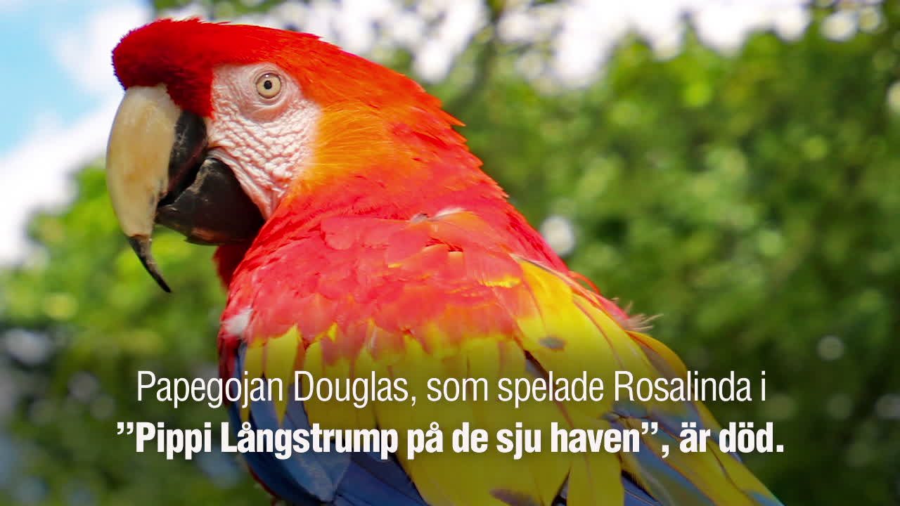 Pippi Långstrumps papegoja Douglas är död