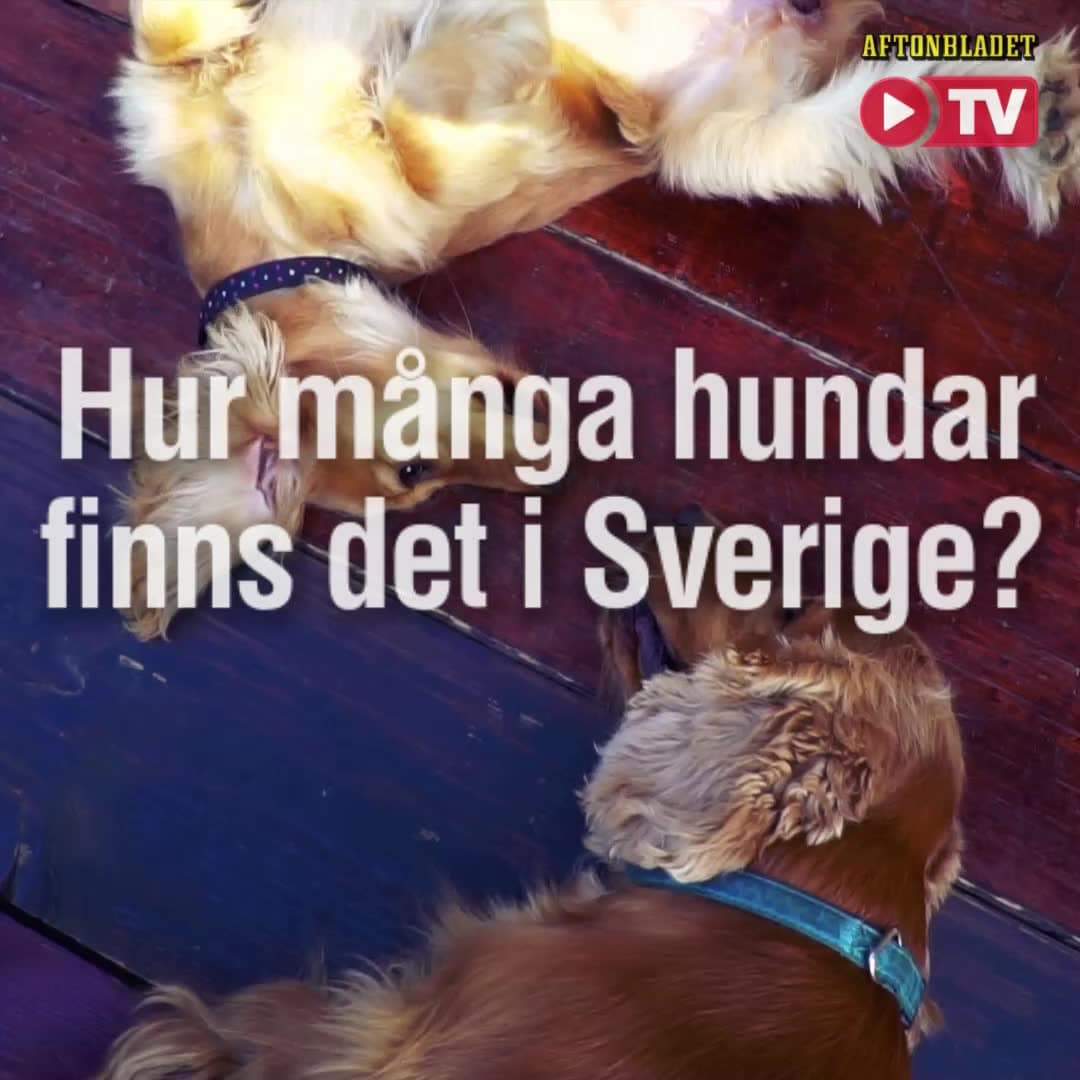 Så många hundar finns i Sverige