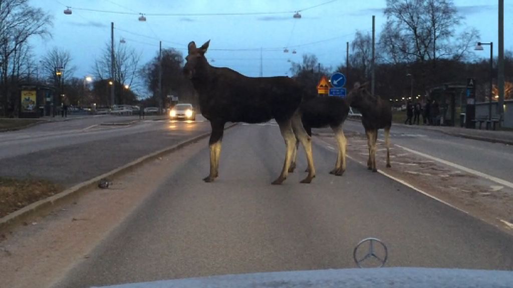 Mötte älgar mitt i rusningstrafik