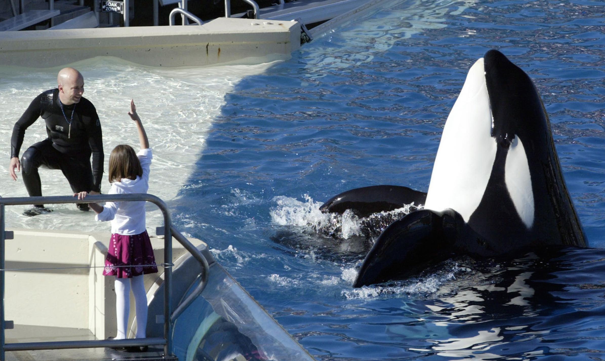 Besökarna flyr SeaWorld efter djurplågeri och dödsfall