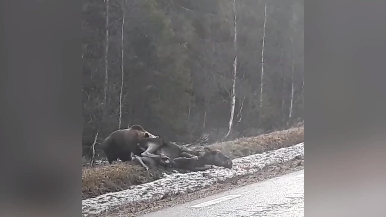 Här filmar Michael björnens attack på älgen