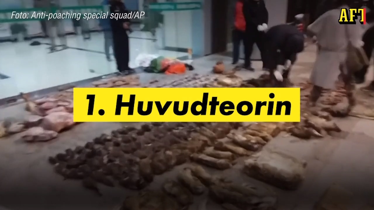 Fyra teorier om coronavirusets ursprung