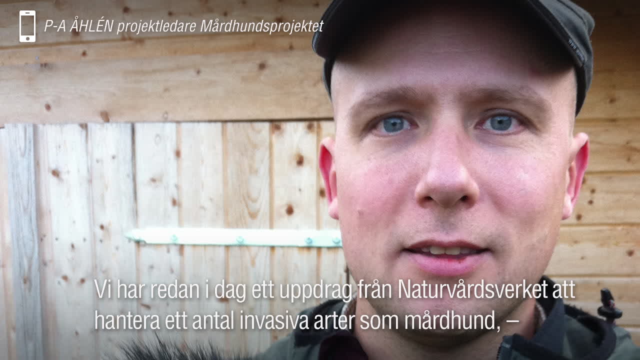 Vilda sköldpaddor ska utrotas i Sverige