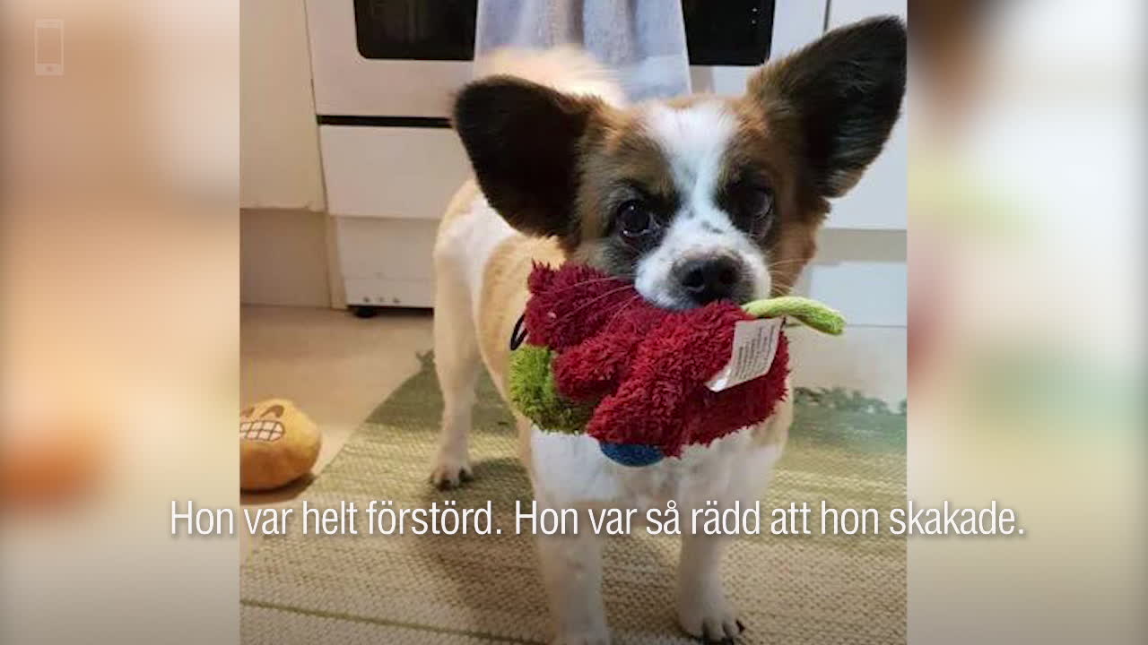 Hunden Molly vanvårdades – nu har hon fått nytt hem