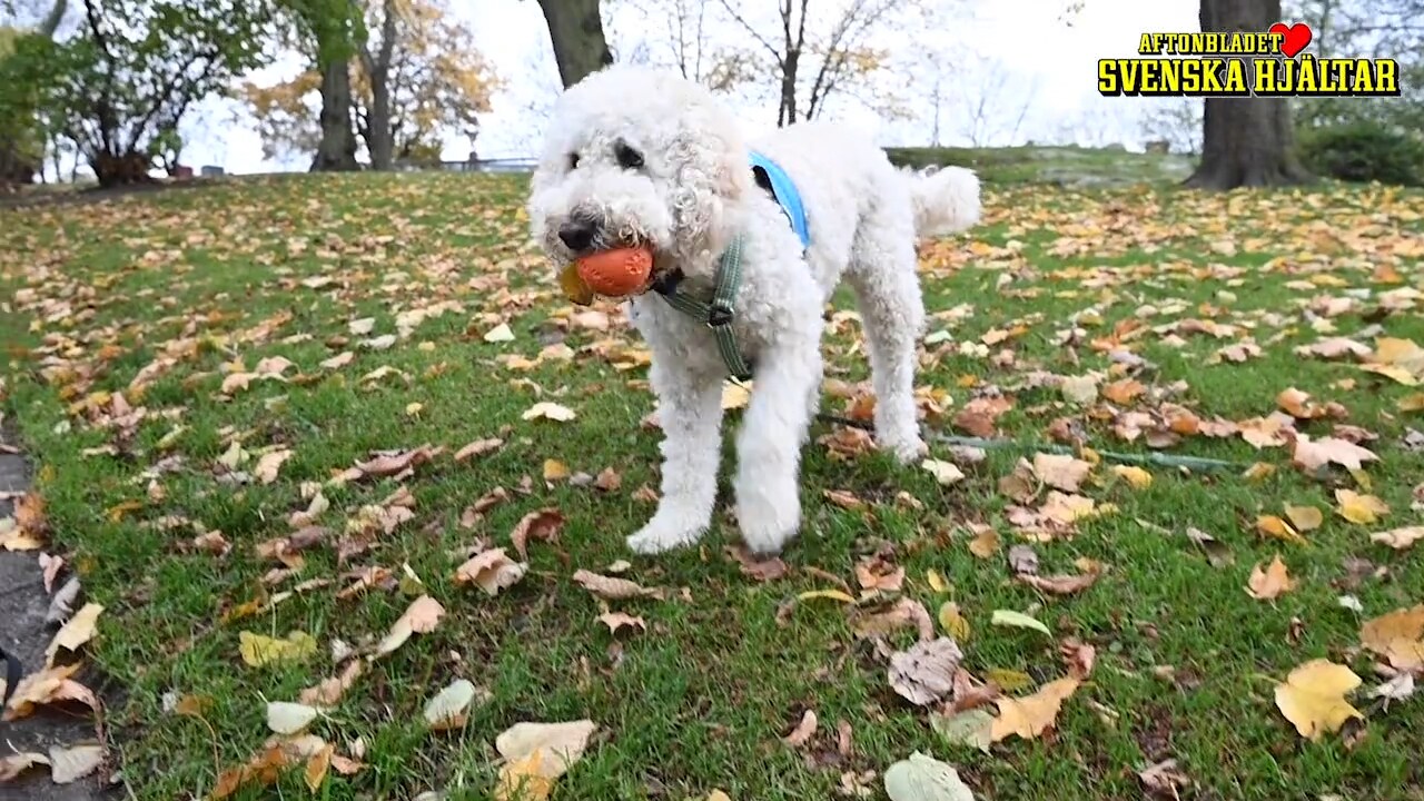 Hunden Balto gav döende Lasse en sista fin födelsedag