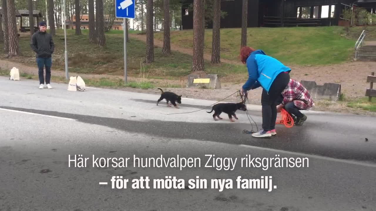 Här får hundvalpen Ziggy korsa riksgränsen – för att möta nya familjen