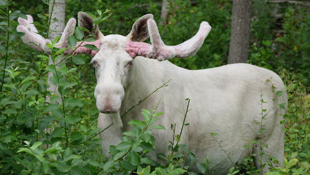 Jessicas otroliga möte med vita älgen