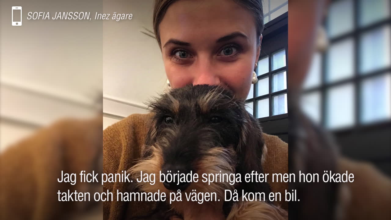 Hunden Inez hittades efter enormt pådrag: ”Fantastiskt”