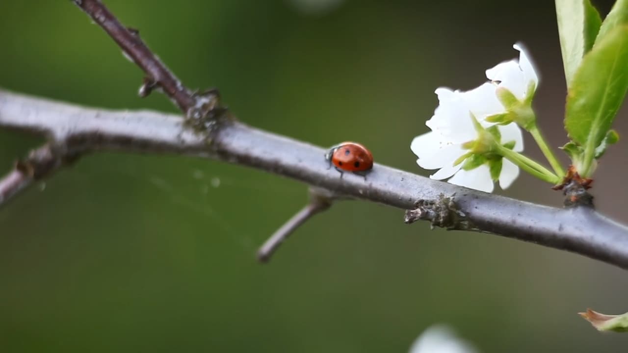 Tom Arnbom om insektslarmet: ”Det är ju en kollaps”