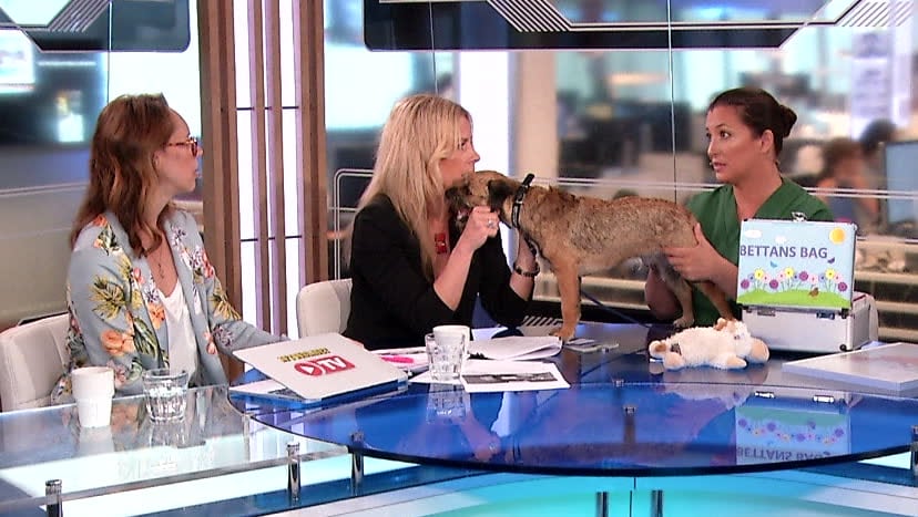 Det här ska du tänka på när du reser med djur