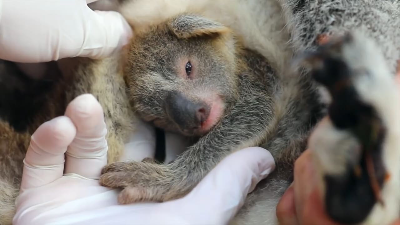Här är Australiens förstfödda koala sedan skogsbränderna