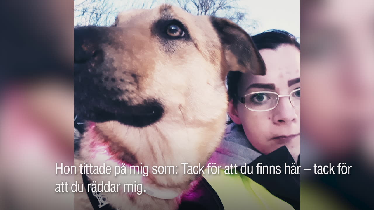 Hunden Luna var på rymmen i fem månader – nu har hon hittats