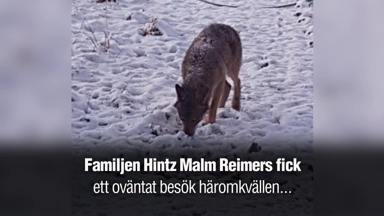 Barnfamiljen fick besök av en varg