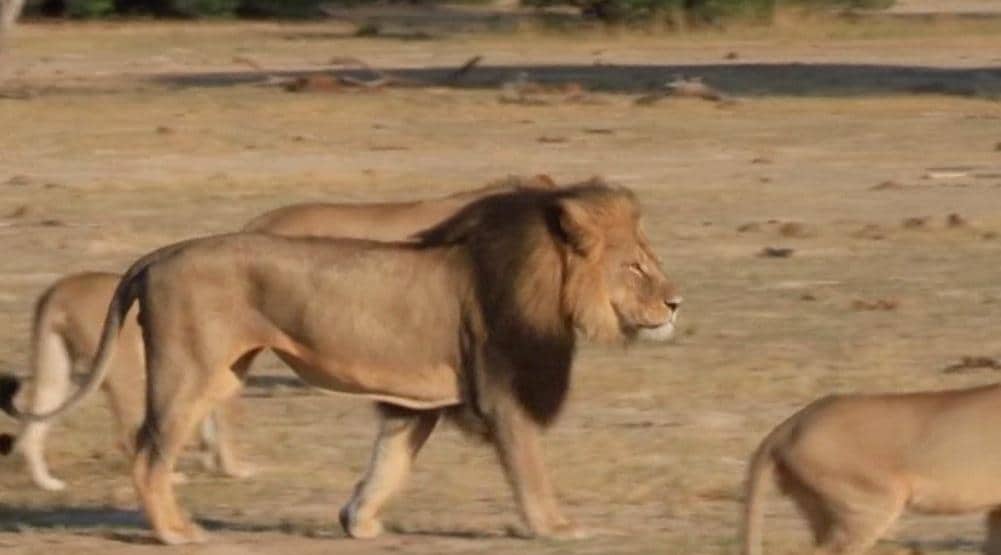Tandläkare tros ligga bakom kändislejonets död