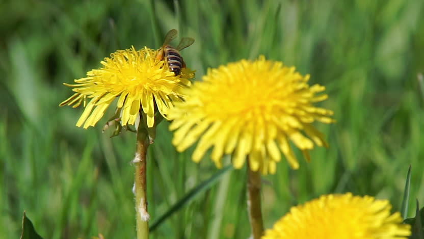 Intensiv pollensäsong i år