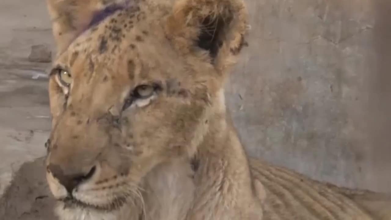 Här svälter lejonen till döds: "Någon bör hållas ansvarig"