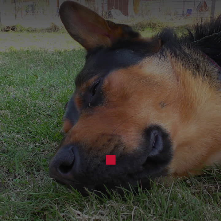 Så får du en frisk och glad hund