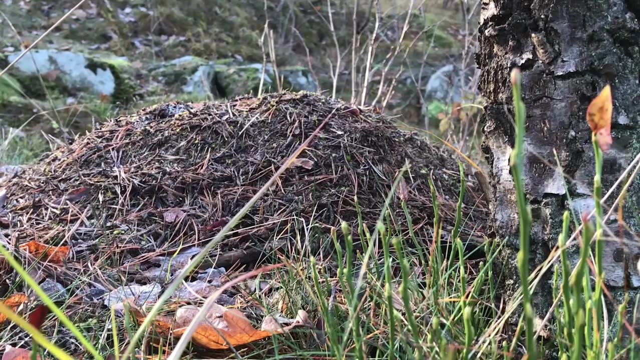 Skidstjärnornas märkligaste test – för att hålla sig friska