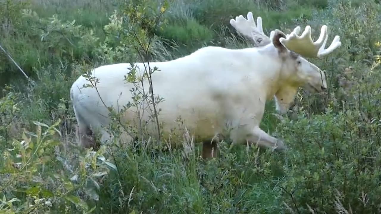 Nya uppmaningen: "Fridlys den vita älgen"