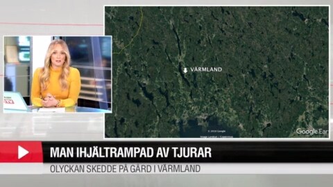 Man ihjälstampad av tjurar