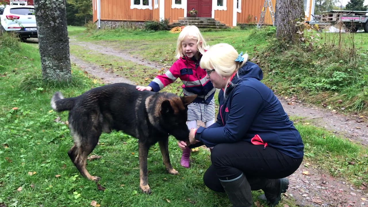 Attack är årets polishund