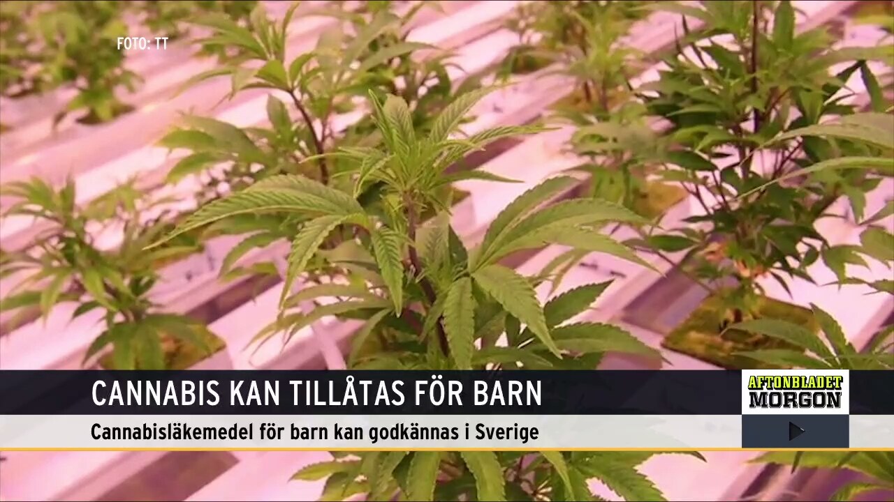 Cannabis kan tillåtas för barn